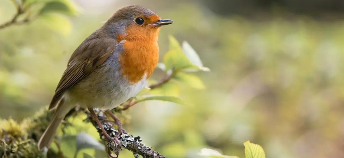 When robins appear facts and folklore about Britain's best