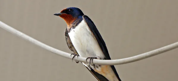 Decline of Swallows in the UK: How to Help