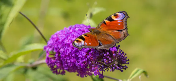 How to Attract & Support Garden Butterflies