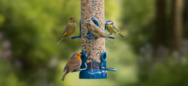 The Ultimate UK Bird Feeding Guide for Beginners