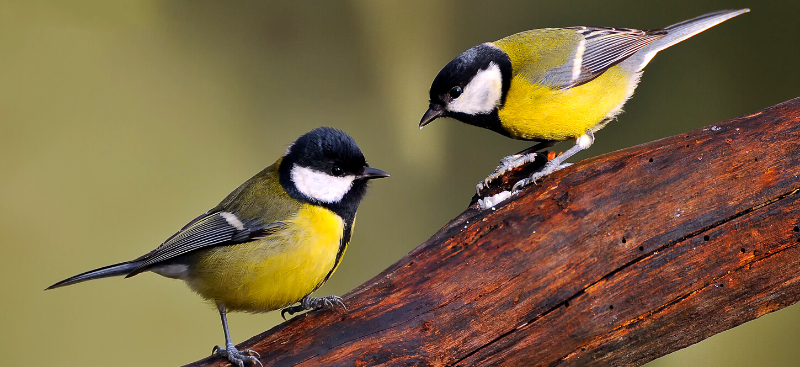 Great tit bird guide: how to identify great tits by sight and call